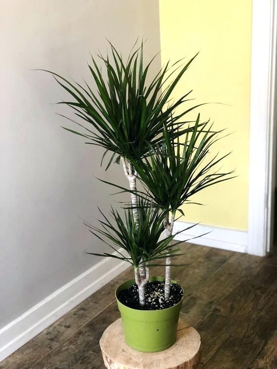 Selain Pokok Ular, 5 Tanaman Ini Juga Mampu Bersihkan Udara Dalam Rumah - Vanilla Kismis